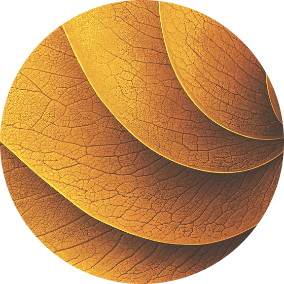 TEREA Yellow